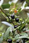 ATROPA bella-donna   Portion(en)