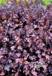 ACAENA inermis  'Purpurea' Seeds