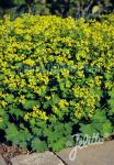 ALCHEMILLA epipsila  