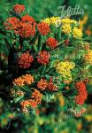 ASCLEPIAS tuberosa  'Gay Butterflies' Seeds