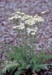 ACHILLEA nobilis   Portion(s)