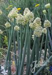 ALLIUM fistulosum  