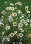 ANACYCLUS pyrethrum  