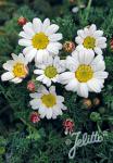 ANACYCLUS pyrethrum var. depressus f. compactum  'Silberkissen'