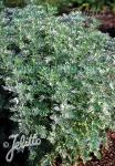 ARTEMISIA absinthium   Portion(en)