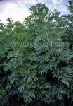 ARTEMISIA absinthium  'Silverado' Portion(en)