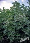 ARTEMISIA absinthium  'Silverado' Portion(s)