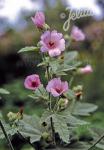 ALTHAEA officinalis   Portion(en)