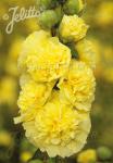 ALCEA rosea plena Chaters-Series 'Chaters yellow'