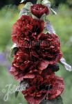 ALCEA rosea plena Chaters-Series 'Chaters chestnut-brown'