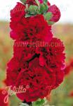 ALCEA rosea plena Chaters-Series 'Chaters red (scarlet)'