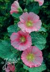 ALCEA Rosea-Hybr. Spotlight Series 'Radiant Rose'