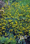 BAPTISIA tinctoria  