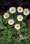 BELLIS perennis  