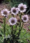 BERKHEYA purpurea   Portion(en)