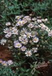 BOLTONIA asteroides var. latisquama  'Nana' Portion(s)