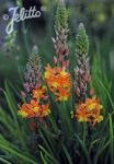 BULBINE frutescens Avera Sun Serie 'Avera Sunset Orange' Portion(en)