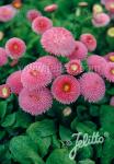 BELLIS perennis Super Pompon Series 'Super Pompon Pink' Portion(s)