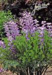 BAPTISIA australis var. minor   Seeds