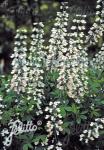 BAPTISIA alba   Seeds