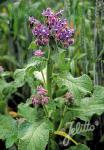 BORAGO officinalis  