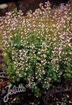 CALAMINTHA nepeta  