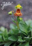 CALCEOLARIA fothergillii  