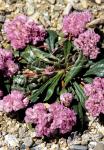 CALYPTRIDIUM umbellatum   Portion(en)