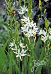 CAMASSIA leichtlinii ssp. leichtlinii  