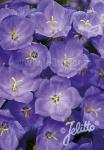 CAMPANULA carpatica  'Blue Uniform' Portion(en)