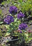 CAMPANULA glomerata var. acaulis  