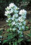 CAMPANULA glomerata var. alba   Portion(en)