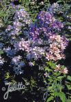 CAMPANULA lactiflora  'New Hybrids'