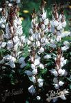CAMPANULA latifolia var. macrantha  'Alba' Portion(s)