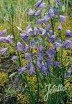 CAMPANULA patula  