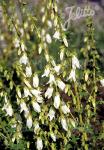 CAMPANULA ochroleuca   Portion(en)