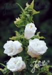 CAMPANULA medium flore plena  'White double'