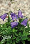 CAMPANULA pulla  'Blue Drops'