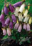 CAMPANULA punctata   Portion(s)