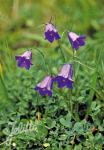 CAMPANULA linifolia   Portion(s)