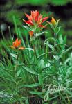 CASTILLEJA miniata   Portion(s)