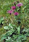 CENTAUREA alpestris  