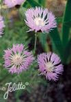 CENTAUREA pulcherrima  