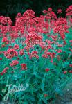 CENTRANTHUS ruber var. coccineus  