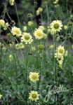 CEPHALARIA gigantea   Portion(s)