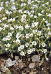 CERASTIUM alpinum var. lanatum   Portion(s)