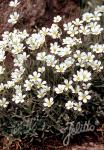 CERASTIUM tomentosum var. columnae  'Silberteppich'