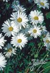 LEUCANTHEMUM x superbum  'Alaska' Portion(s)