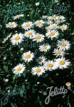 LEUCANTHEMUM x superbum Nanus  'Silberprinzeßchen'