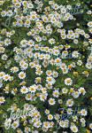 TANACETUM parthenifolium   Portion(s)